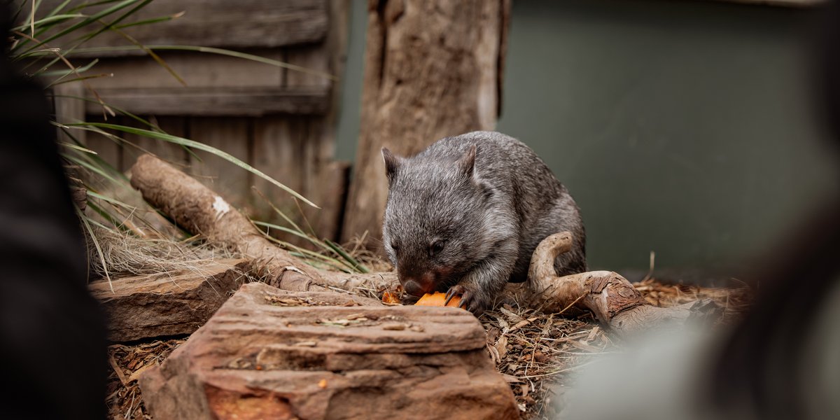 BrandTas_Bonorong_180225-123